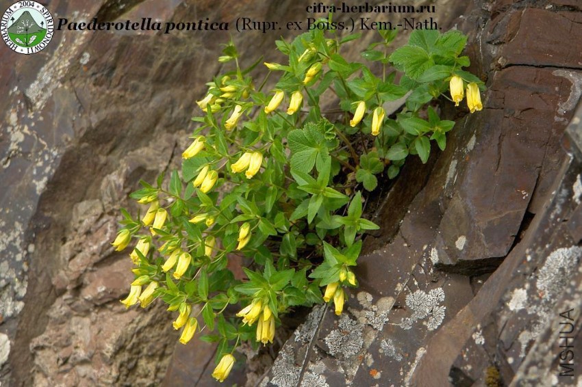 Paederotella-pontica-Rupr_-ex-Boiss_-Kem_-Nath_Paederotella-pontica-Rupr_-ex-Boi.jpg