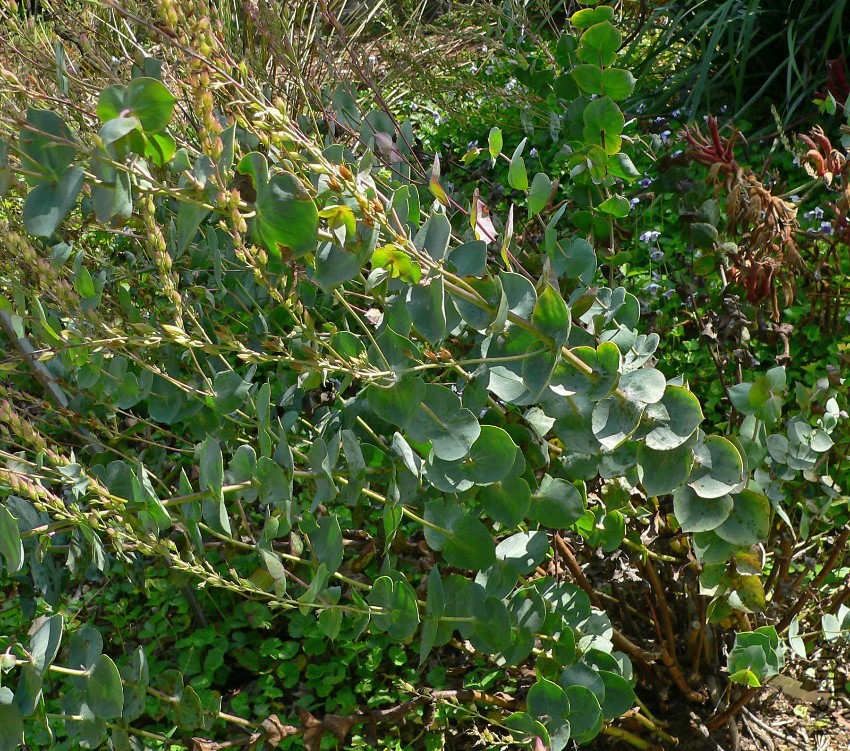 Derwentia_perfoliata_1.jpg