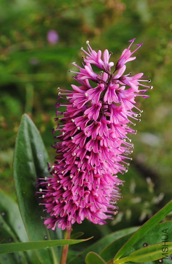 Pink_Cone_Flower.jpg