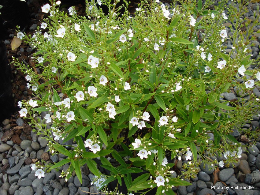 Parahebe_catarractae__Snowcap.jpg