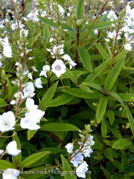 Parahebe-linifolia-787.jpg