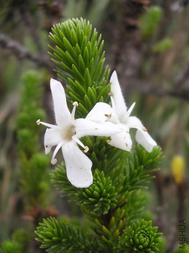BP4 Aragoa abietina Plantaginaceae.jpg