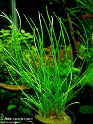 141_Shoreweed_Littorella_uniflora_e.jpg