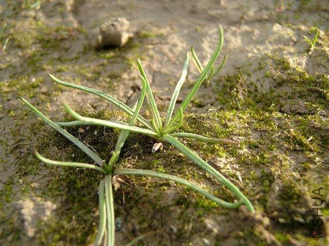 littorella_uniflora_shoreweed_07-07-06.jpg