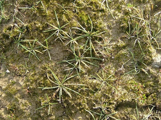 littorella_uniflora_shoreweed_plants_07-07-06.jpg
