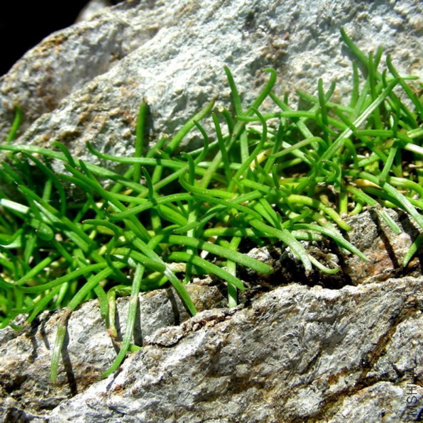 littorella_uniflora4p1.jpg
