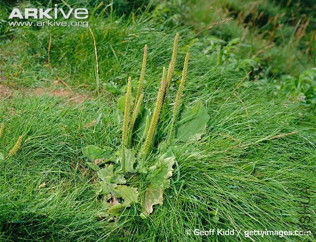 Greater-plantain.jpg