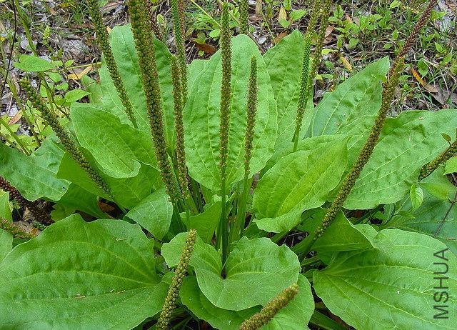 Plantago.jpg