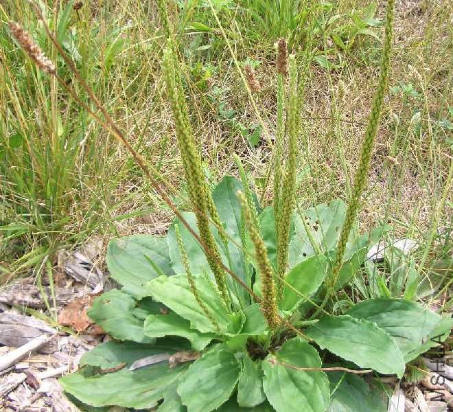 Plantago_major.jpg