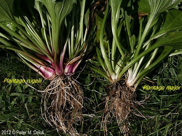 plantago-root-compare-2.jpg