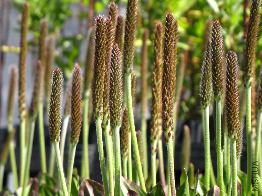 Plantago-subnuda-1.jpg