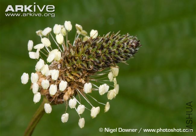 Ribwort-plantain-flower-head.jpg