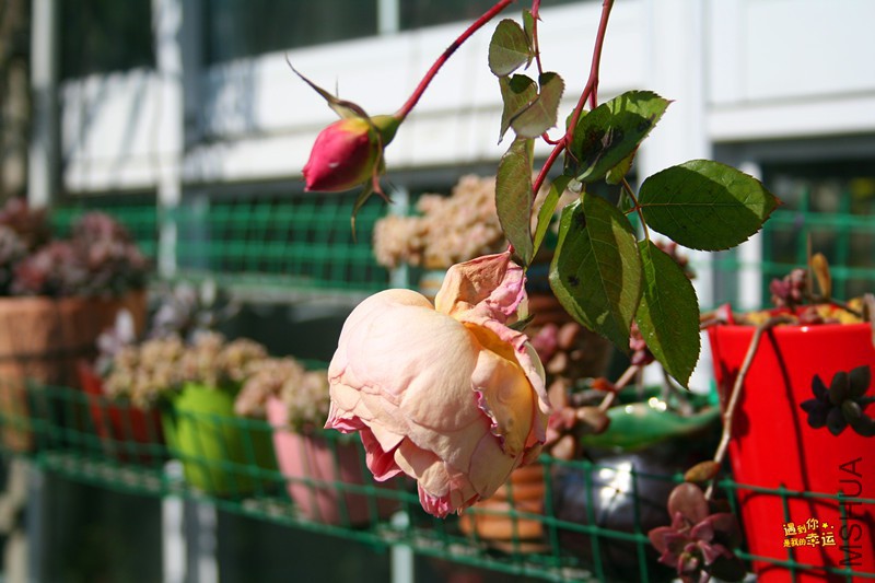 ��Ƭ 109_����.jpg