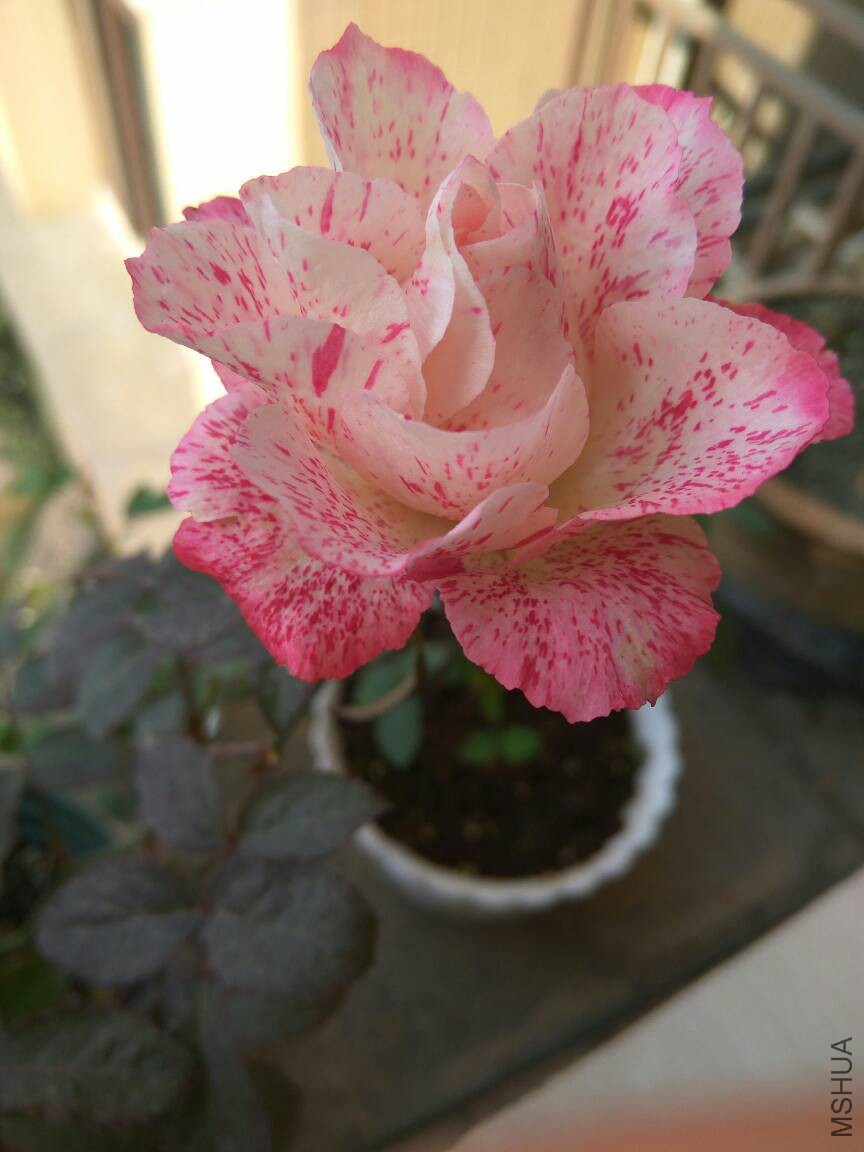 090830h5ejctjhcpljzpzr.jpg