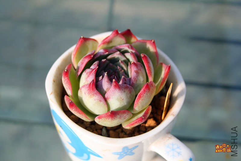 ��Ƭ 176_����.jpg