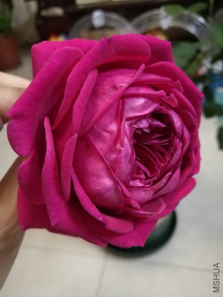 213046ijvv17971751085c.jpg