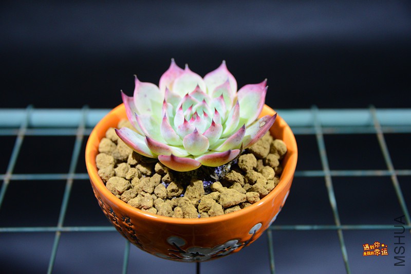 ��Ƭ 002_����.jpg