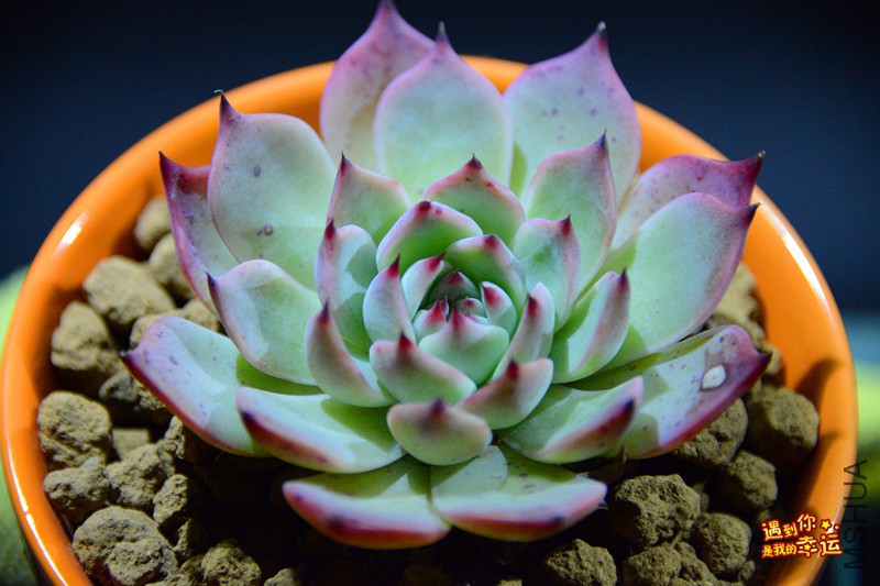 ��Ƭ 003_����.jpg