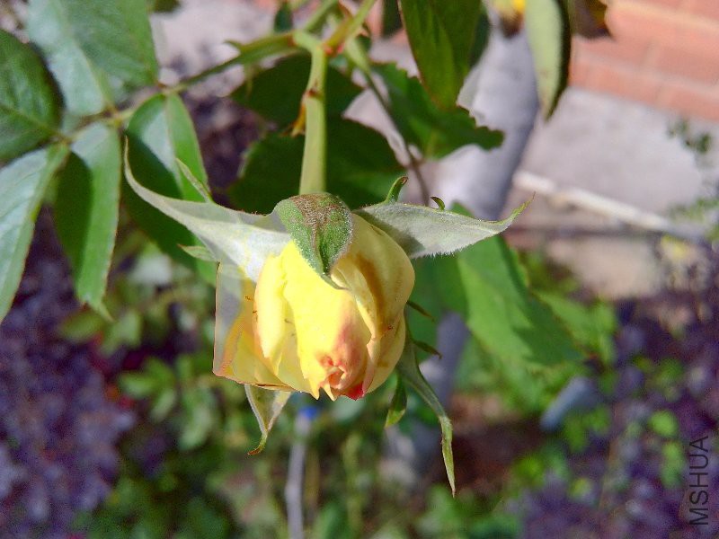 1��21�գ��쿪��