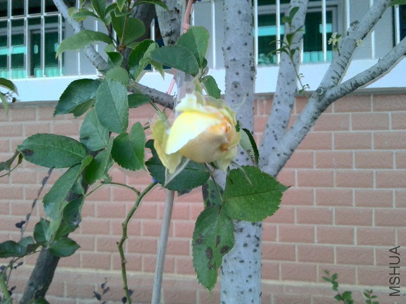 1��26�գ��Ŵ�һ���