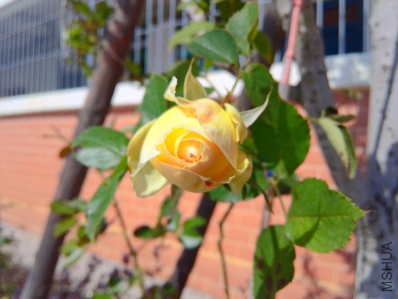 ��Ϧ������