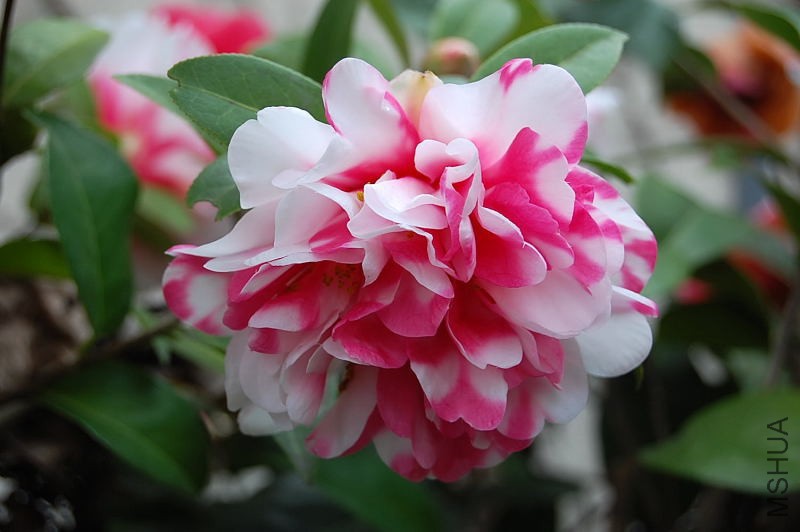 DSC_93670131.JPG
