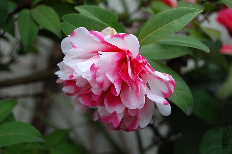 DSC_93660130.JPG