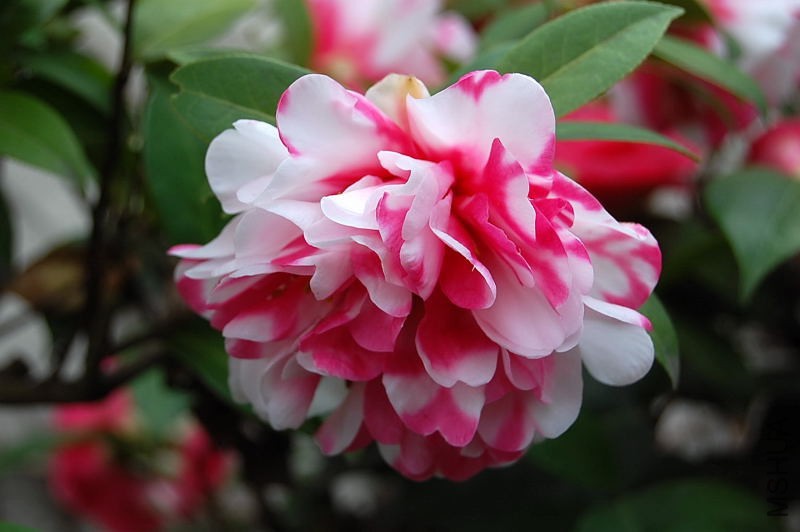 DSC_93480112.JPG