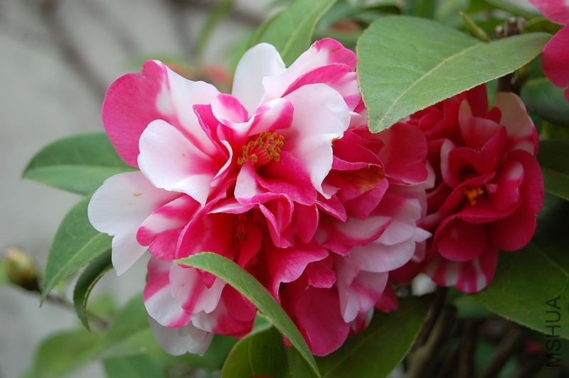 DSC_93450109.JPG