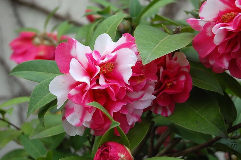 DSC_93440108.JPG