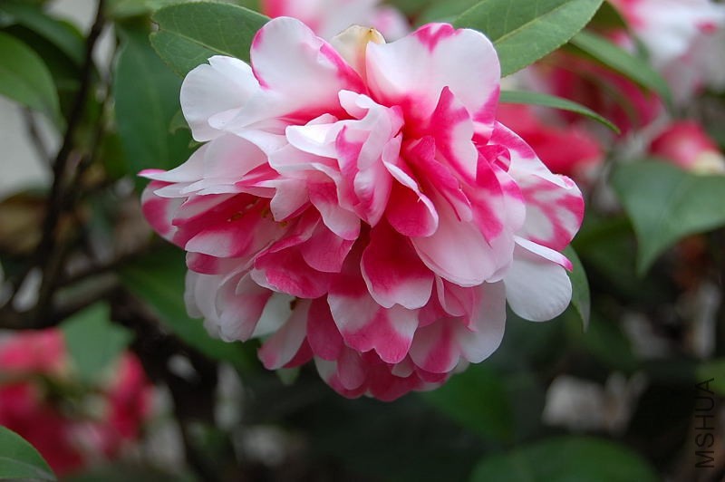 DSC_93420106.JPG