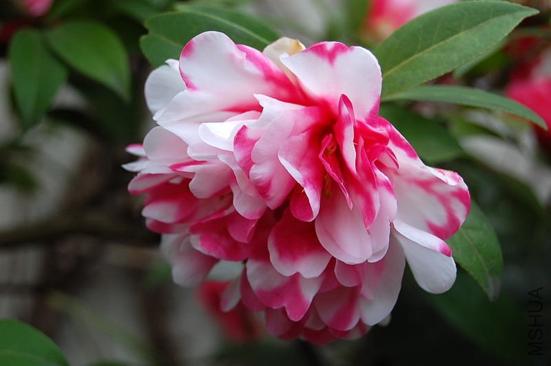 DSC_93470111.JPG
