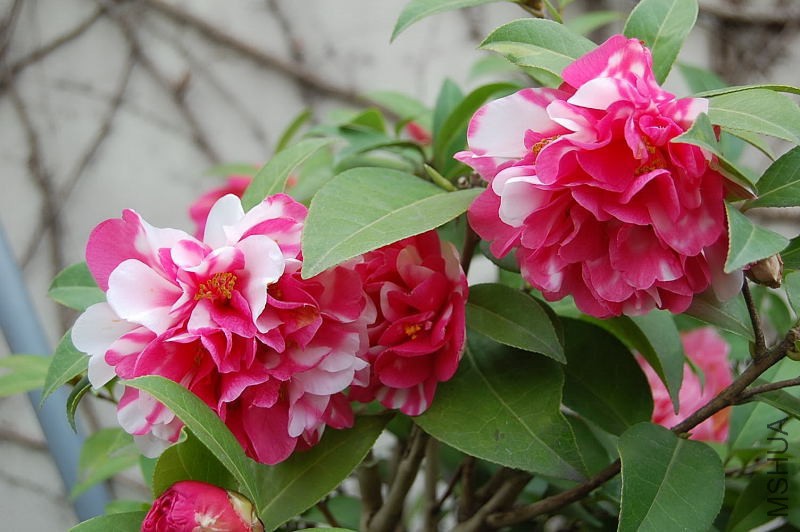 DSC_93430107.JPG