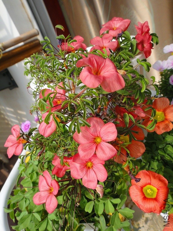 DSC02658.JPG