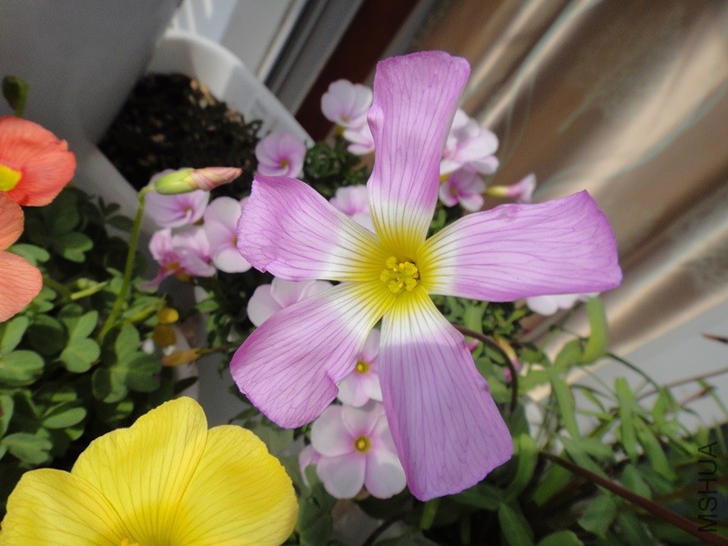DSC02661.JPG