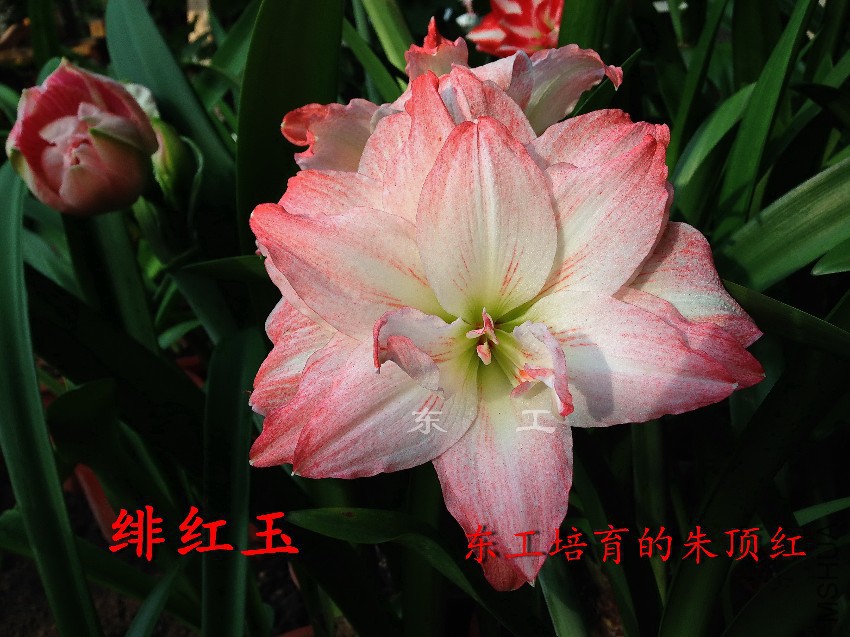 糺���.jpg