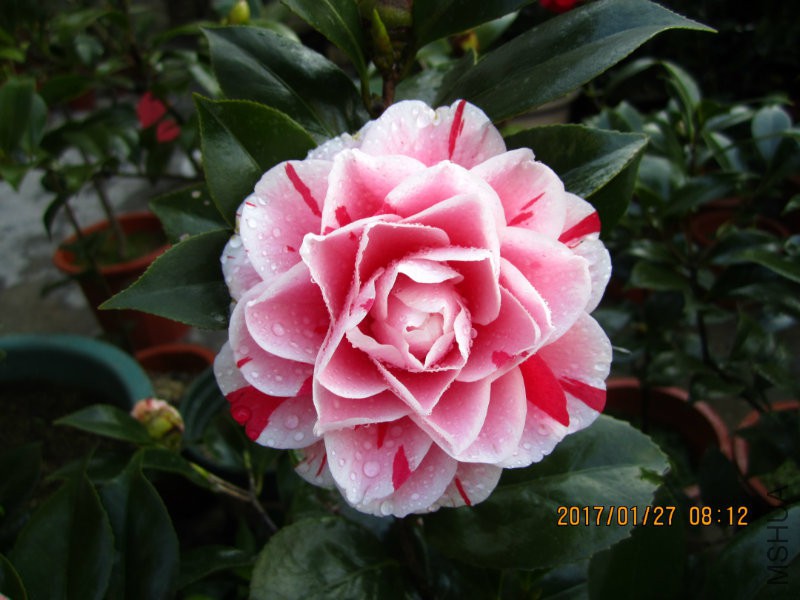 IMG_8349.JPG