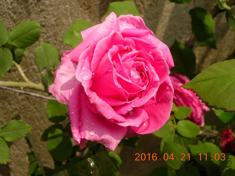 DSCN0001ys.JPG