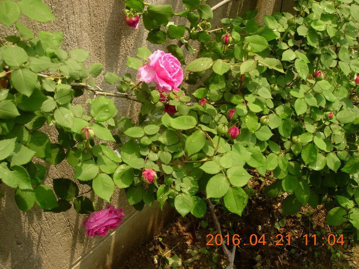 DSCN0002ys.JPG