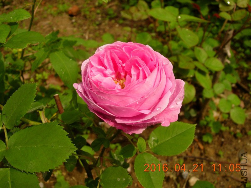 DSCN0001ly.JPG
