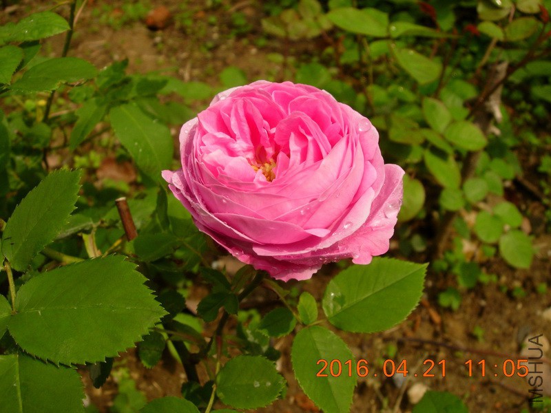 DSCN0002ly.JPG