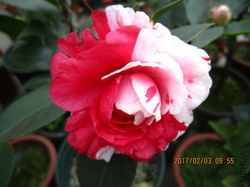 IMG_8388.JPG