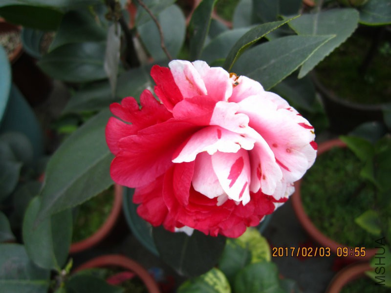 IMG_8389.JPG