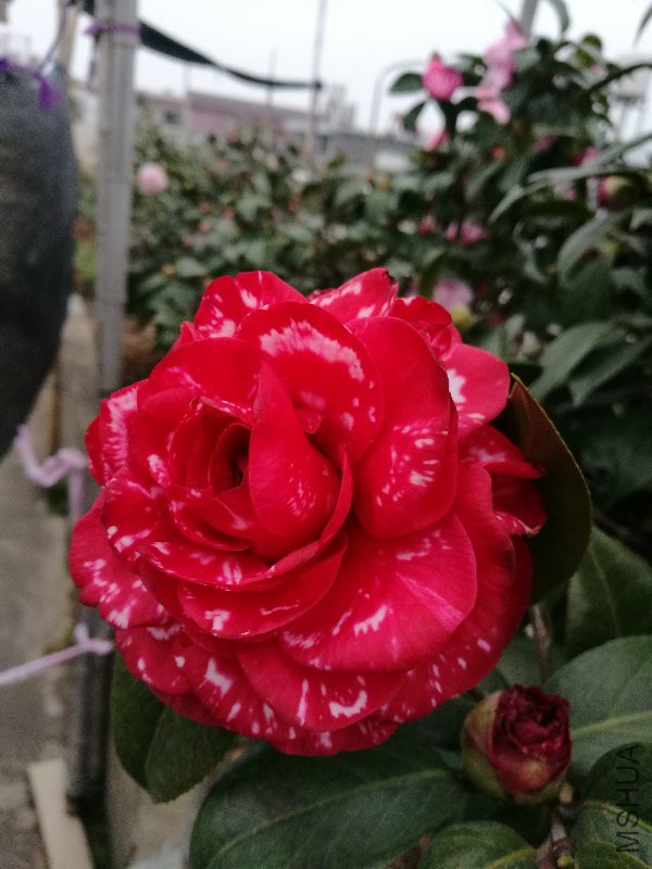 IMG_20170202_173136.jpg