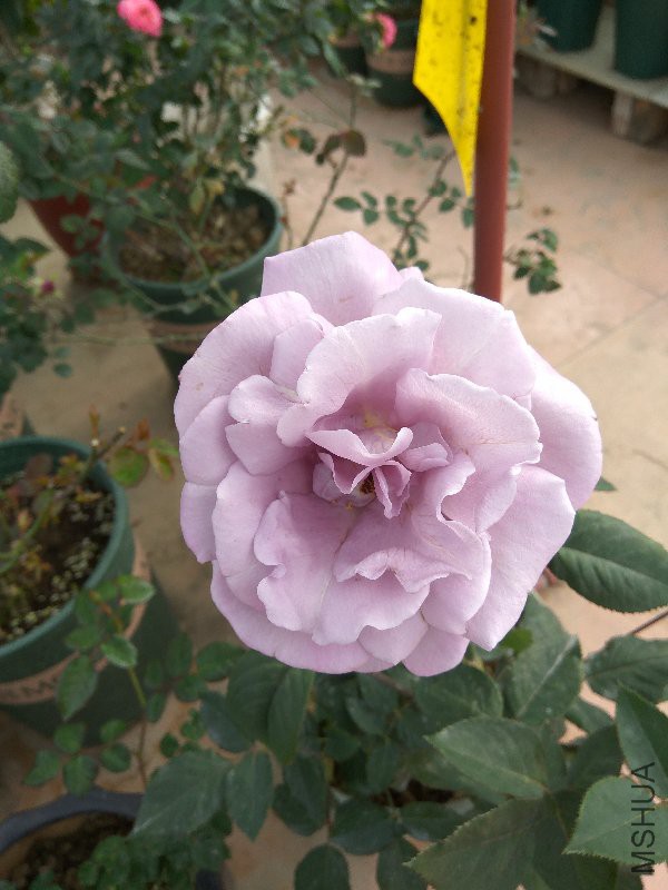 ��ɫ����