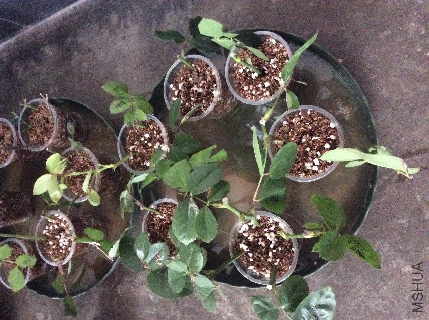 2017-01-27 124202.jpg