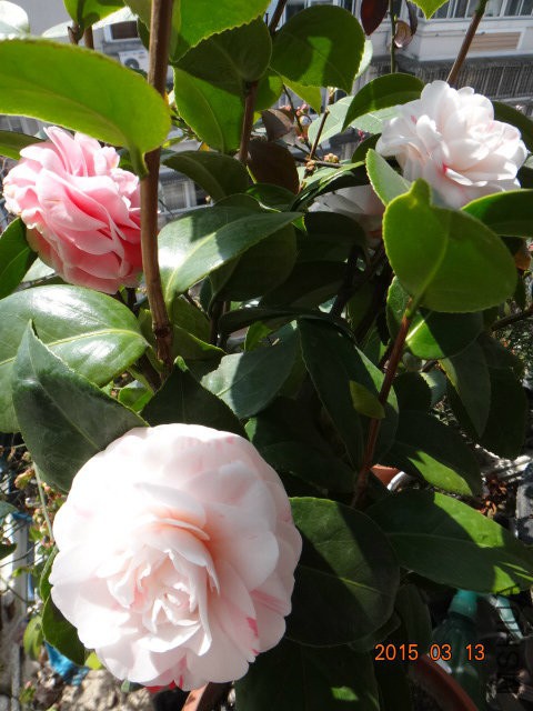DSC03539.JPG