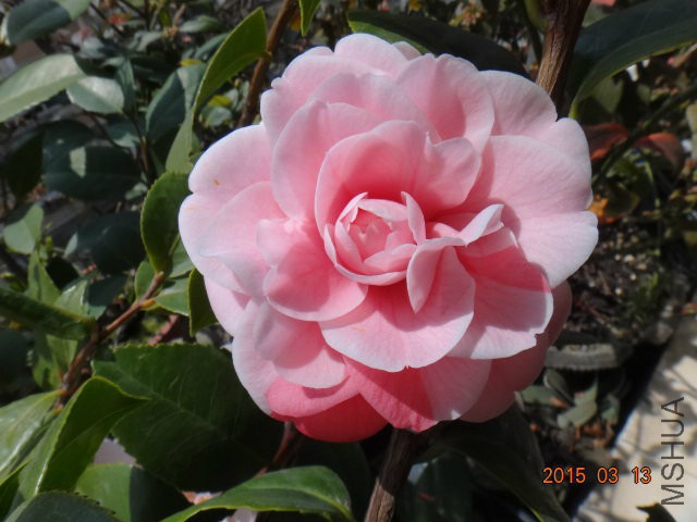 DSC03543.JPG