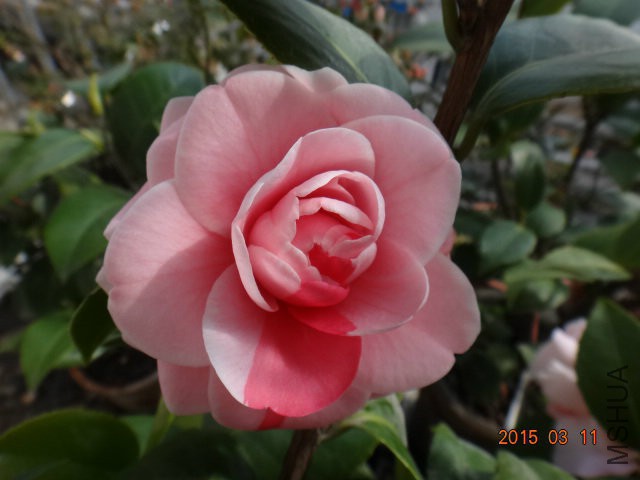 DSC03392.JPG