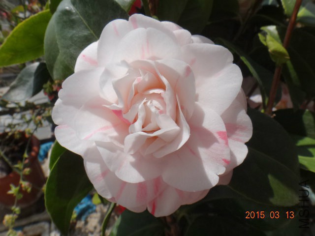 DSC03533.JPG